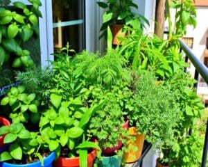 Beste Tips voor het Kweken van Kruiden op Balkon