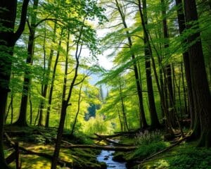 Natuur bewonderen in de weelderige bossen van Canada