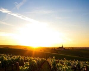 Reizen naar de schilderachtige wijngaarden van Bordeaux