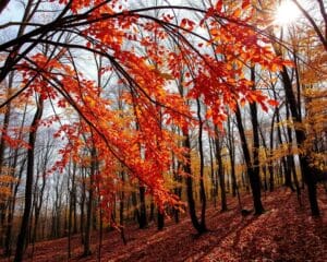 Waarom vallen bladeren in de herfst?