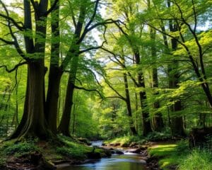 Waarom zijn bomen belangrijk voor onze planeet?